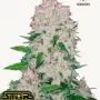 Насіння конопель STARDAWG Auto від Fast Buds